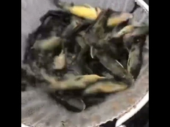 PVC Tarpaulin Fish Pond With Galvanized Sheet Fish Farming Tank